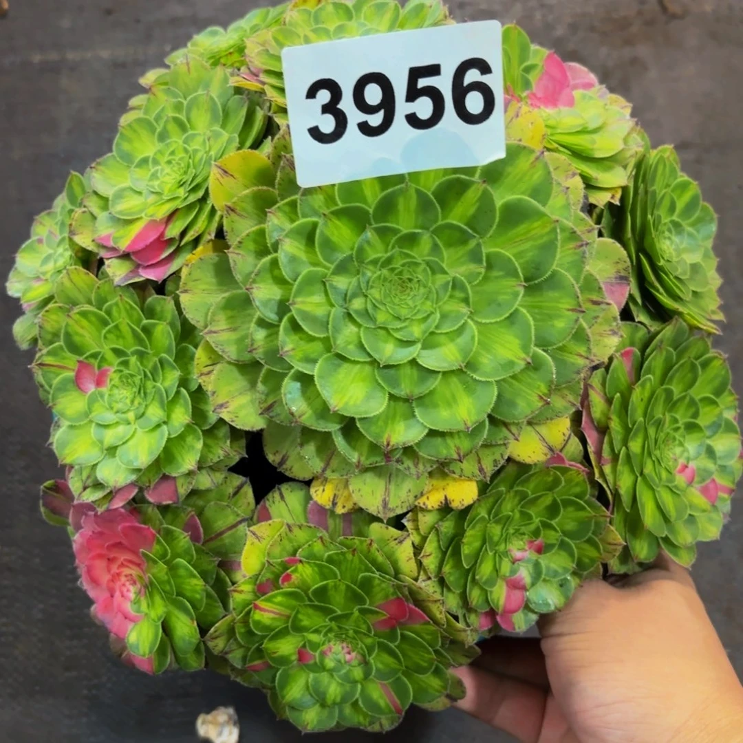 3956多肉植物知否特价