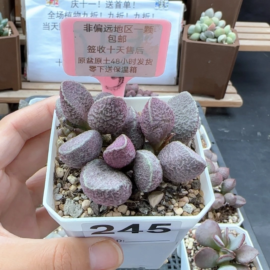 紫*245哈莫猪肝多肉