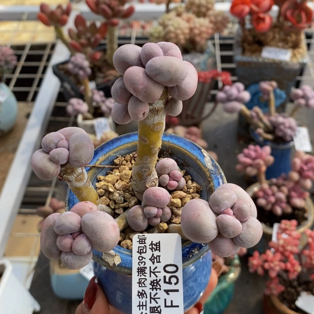 芭比奶酪150/8c m