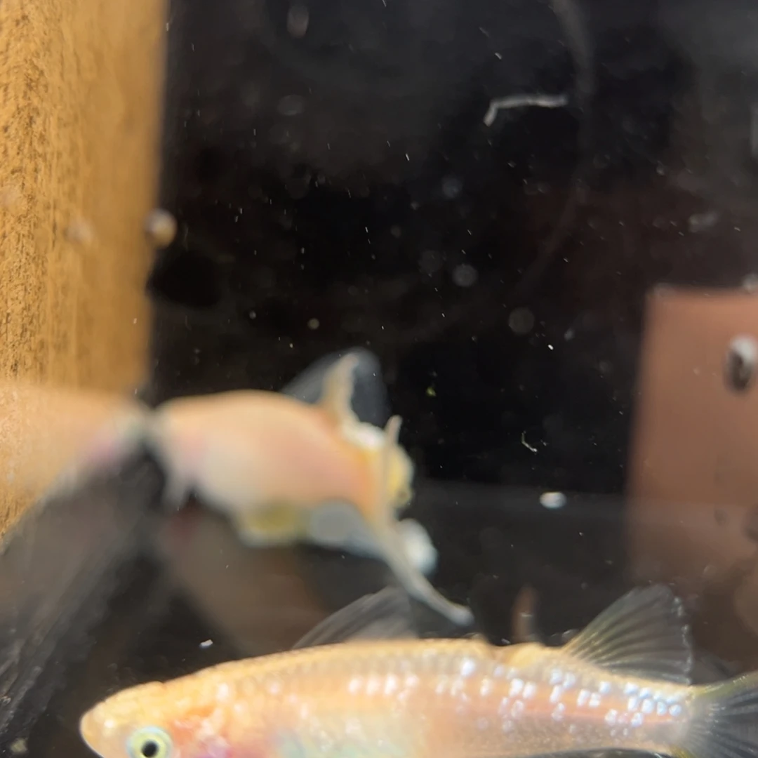 青鳉鱼222酥油灯真长鳍一对