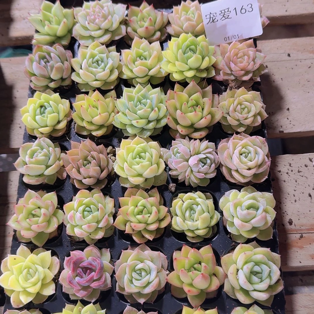 直播福利一物一拍163