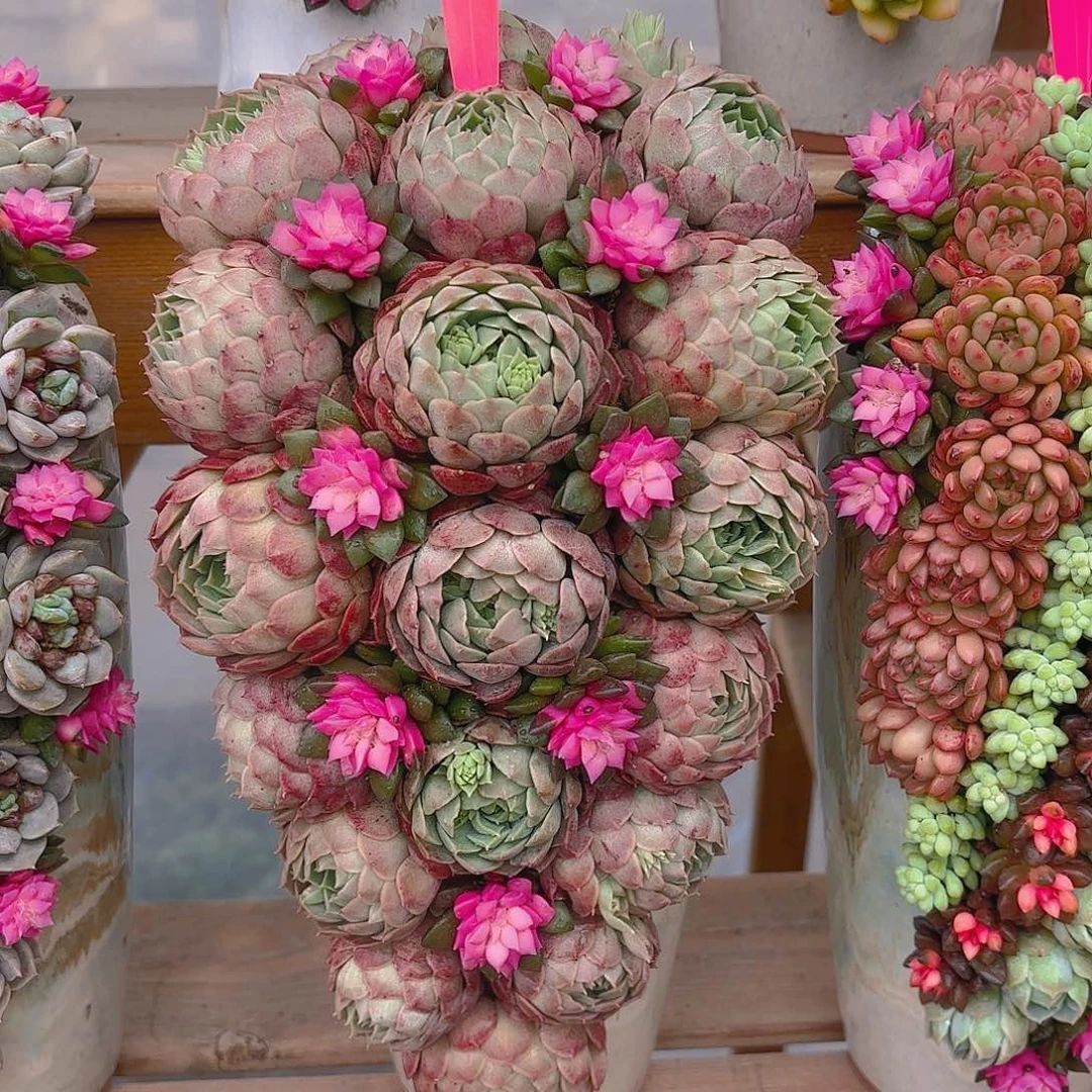 046朱砂痣多肉组合