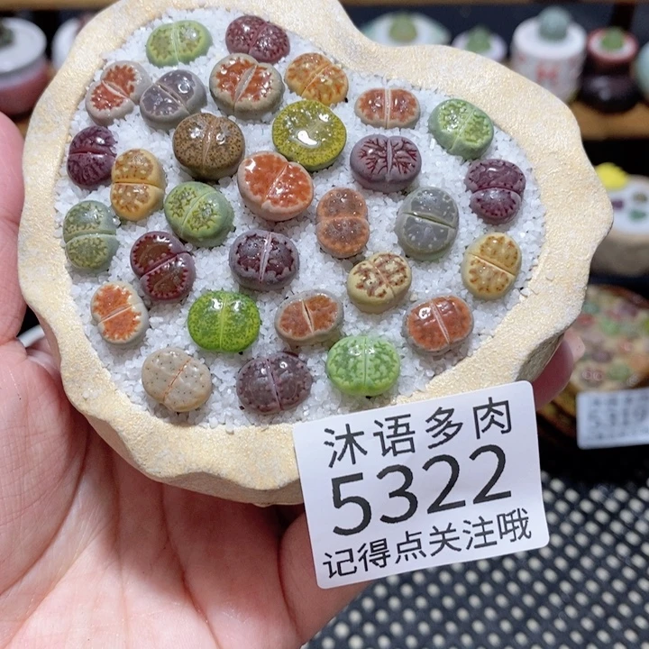 带盆土植物 一物一拍5322