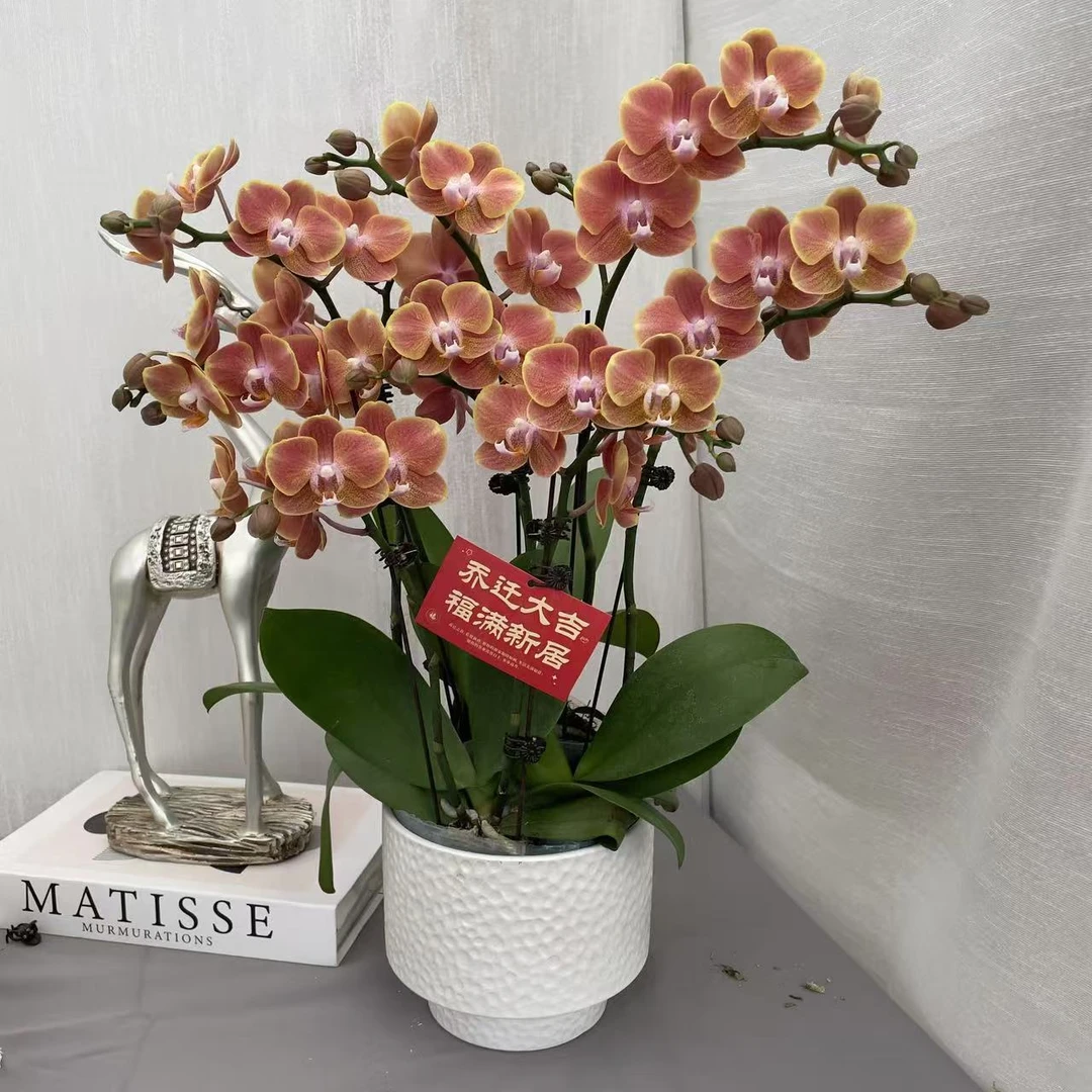 《埃特纳》3.0寸杯精品蝴蝶兰 稀有品种 超厚蜡质花 室内花卉