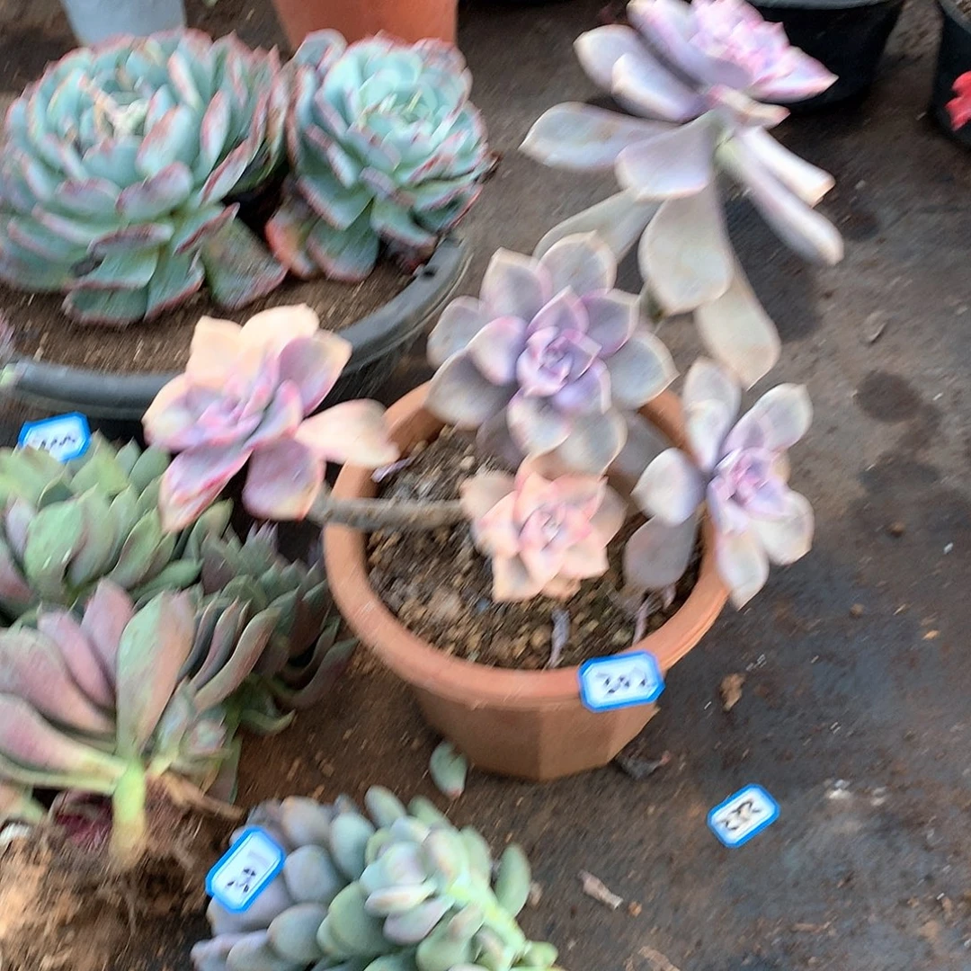 302紫乐锦 一物一拍多肉