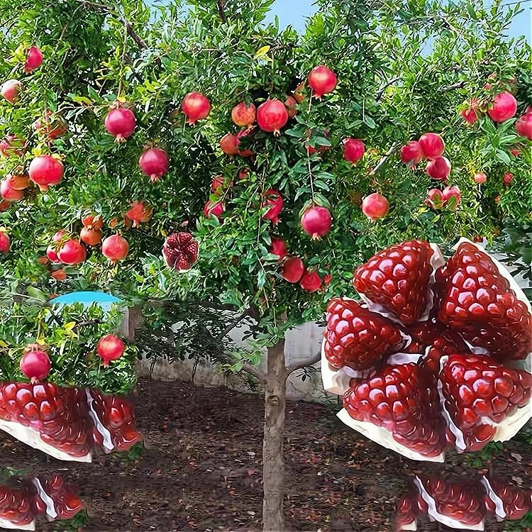 四季甜石榴大红袍酸石榴蒙自庭院软籽突尼斯石榴树树苗果树果苗