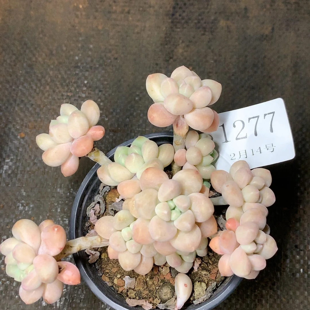 【闪购商品】云1277