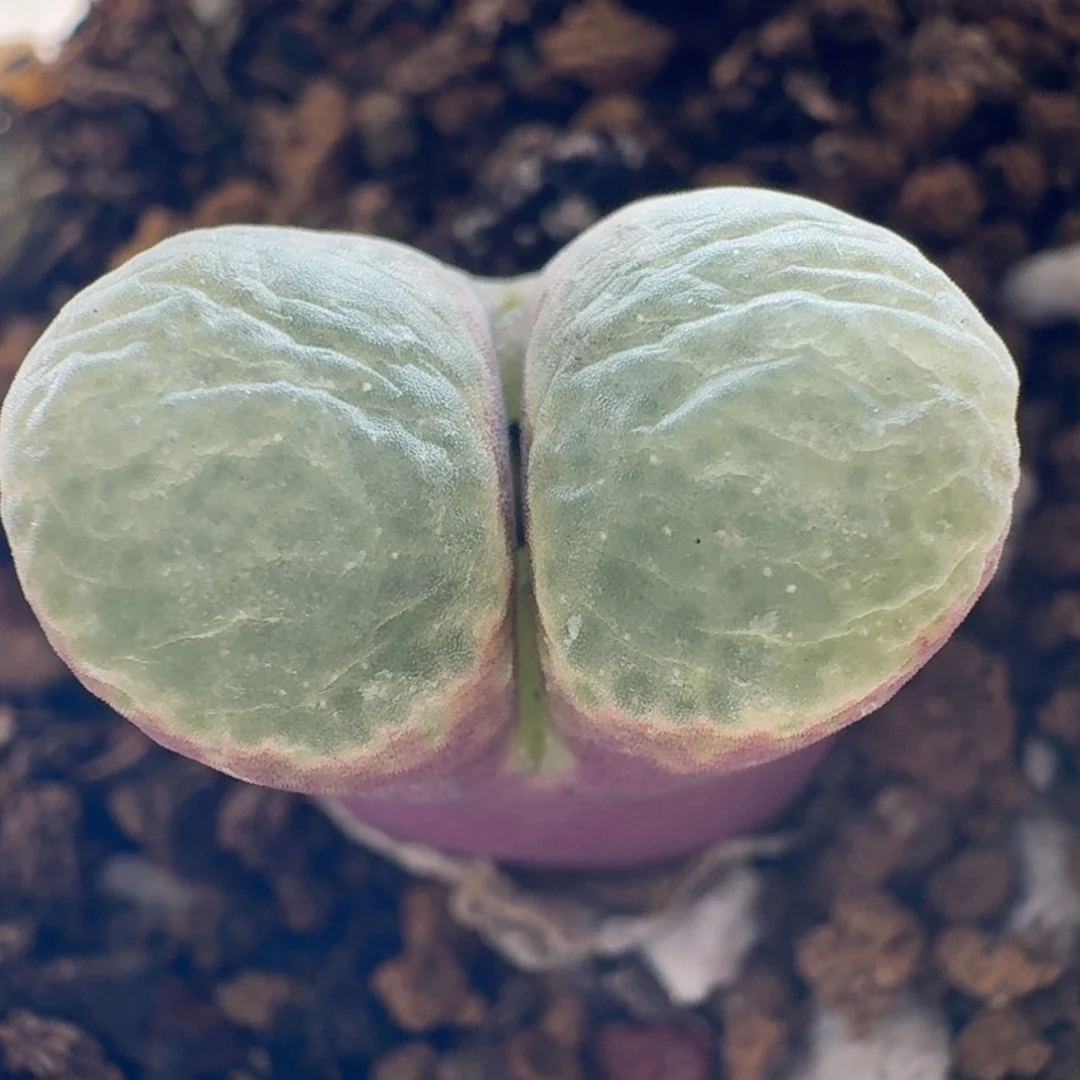 开播福利星辰风铃玉肉锥植物