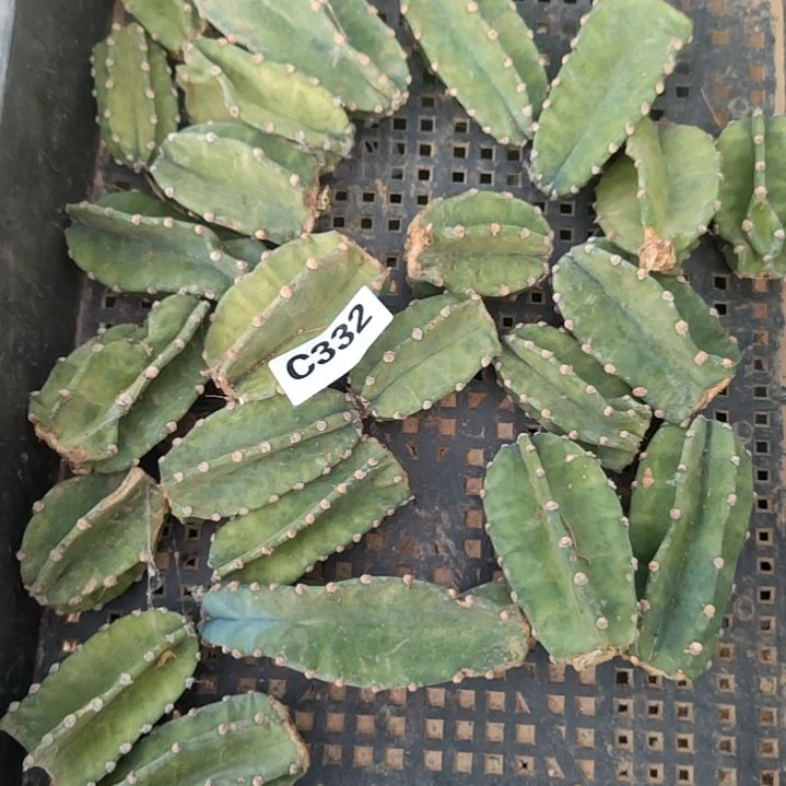 梵****店量天尺侧芽不售后332