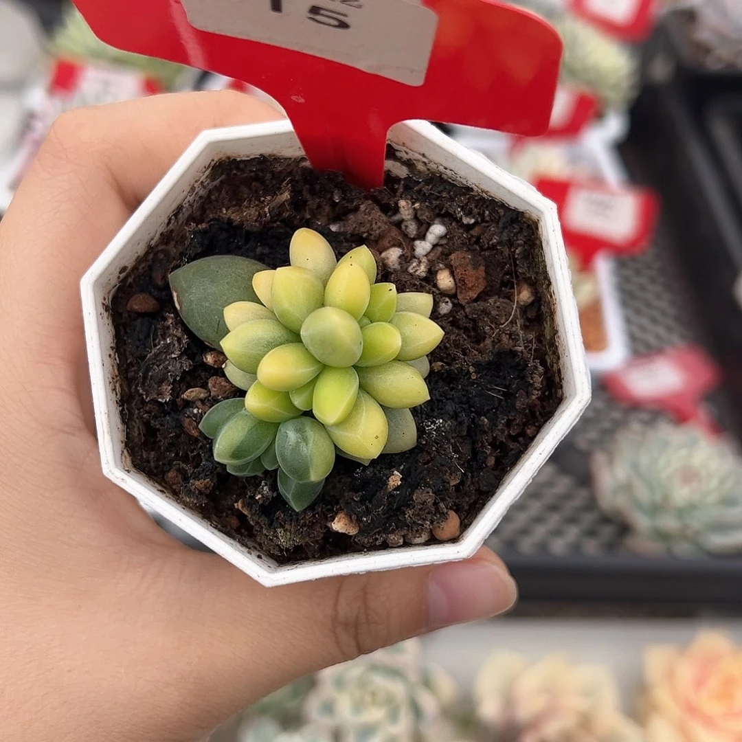 15号千代田锦多肉植物