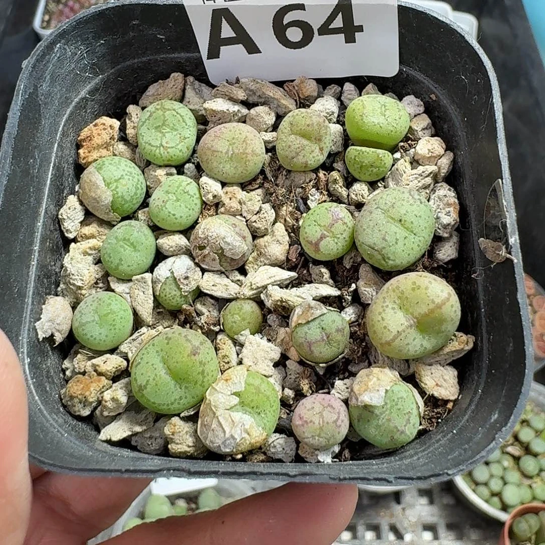 64多肉植物多肉植物