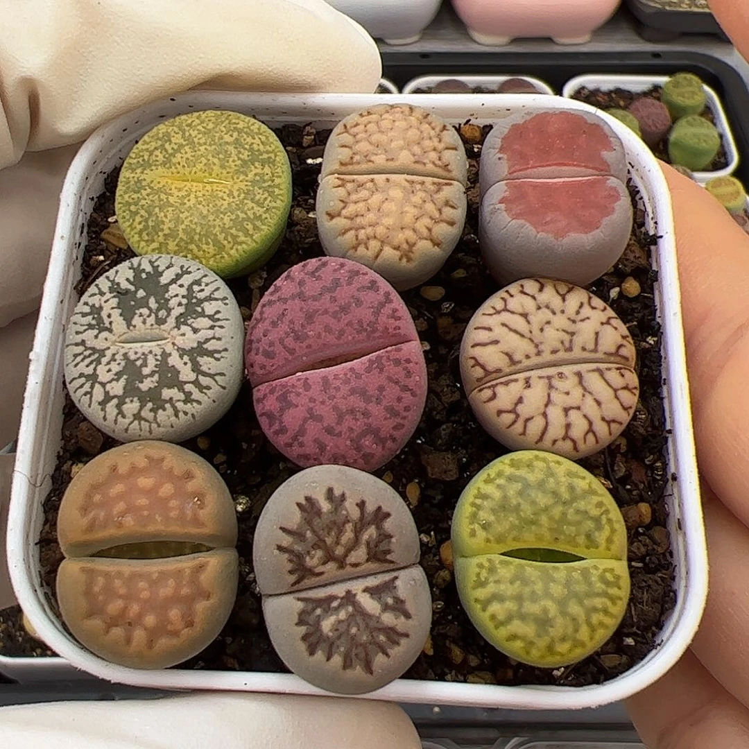 生石花多肉彩拼9棵