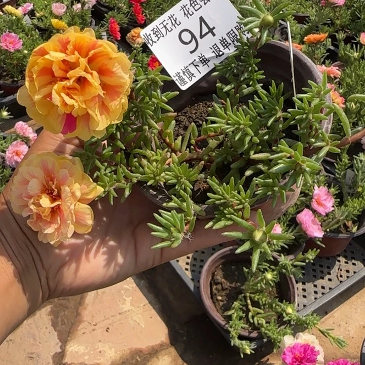 无花朵94橙芙蓉超小苗盆口10cm