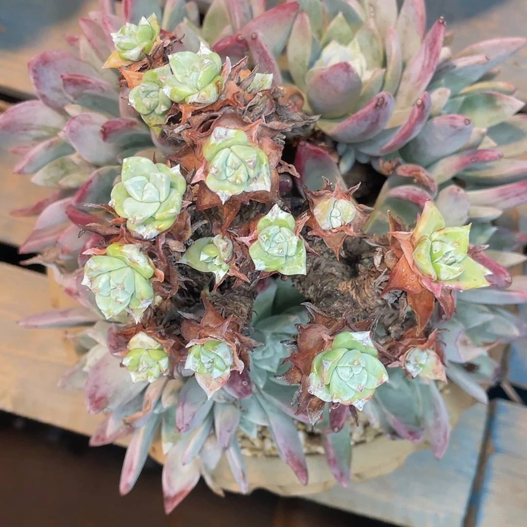 青*玥苹果叶瑕疵特价不售后