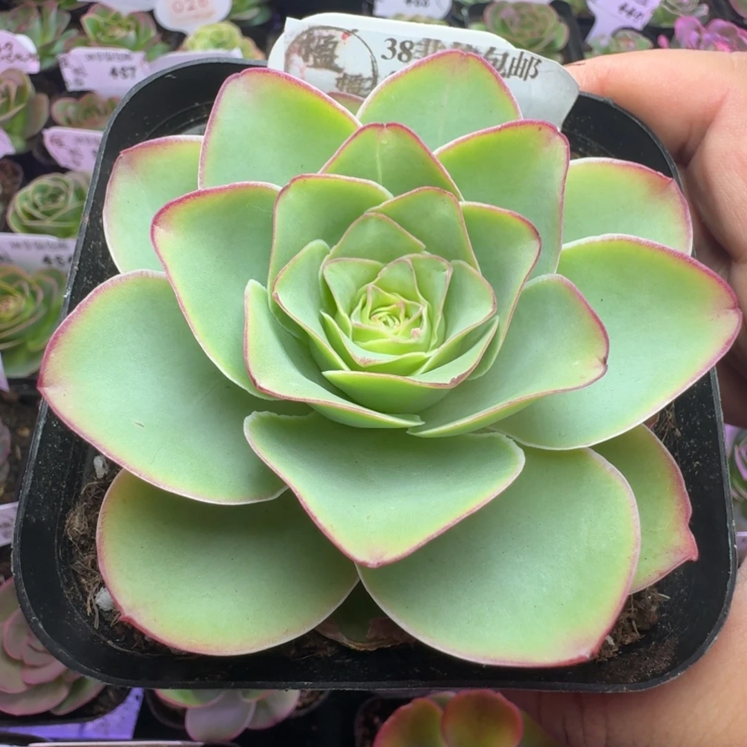 楹楹-54冠幅  8cm