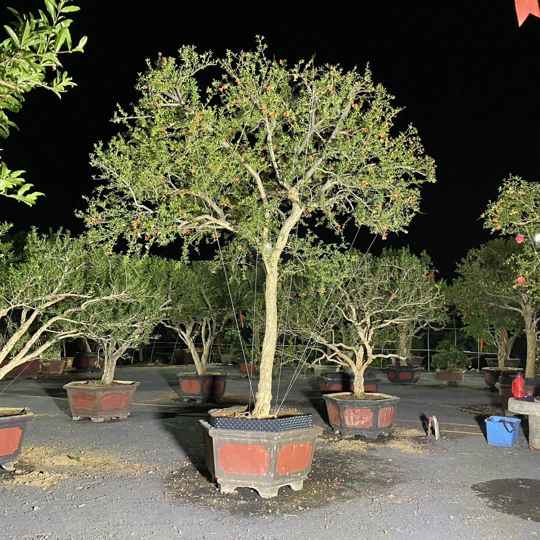 大红袍盆栽 一物一拍 拍前请咨询