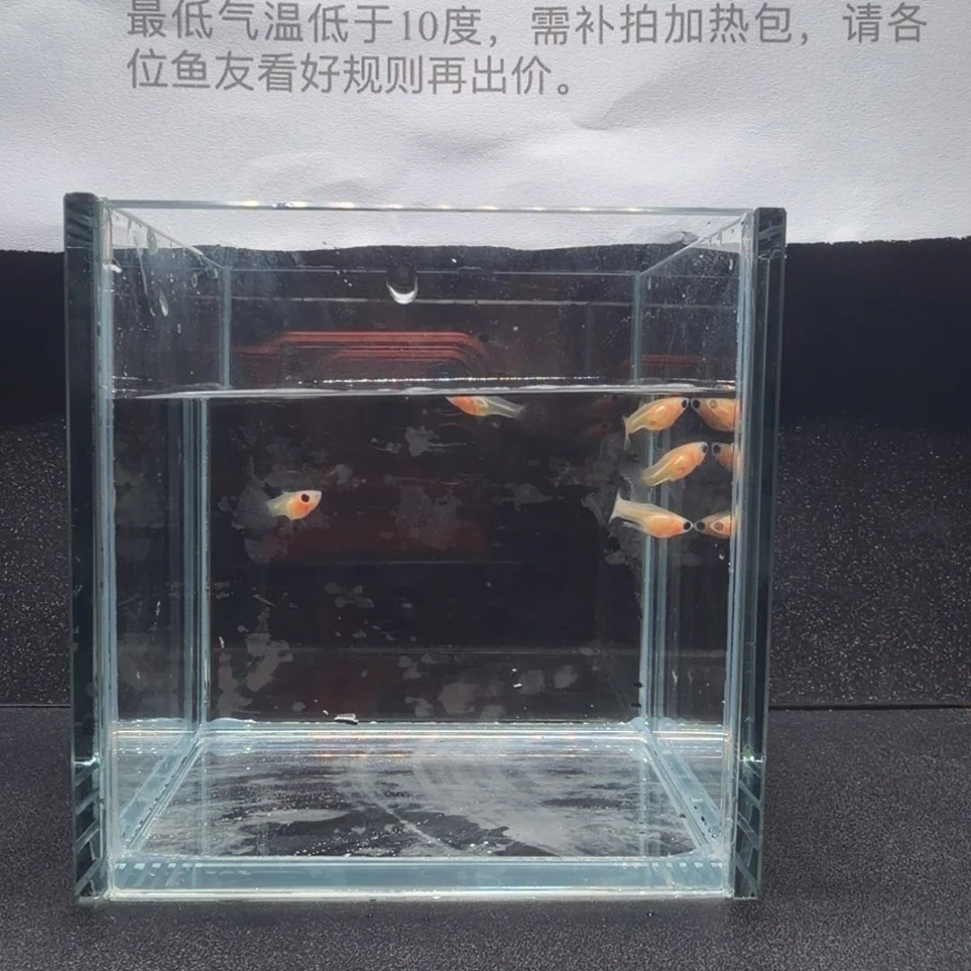 孔雀鱼幻彩粉猫苗5条