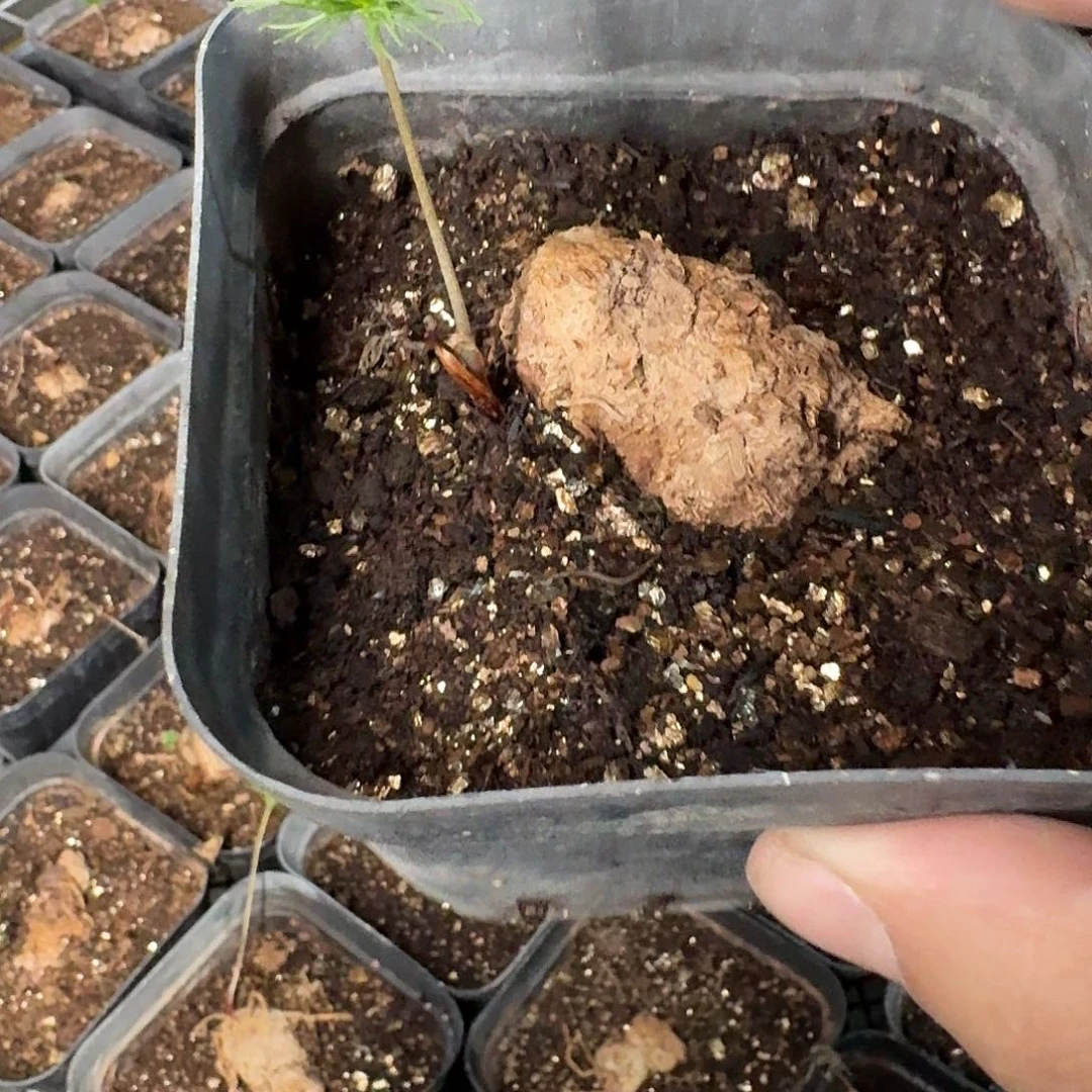 扫帚雾冰玉母本一个带盆