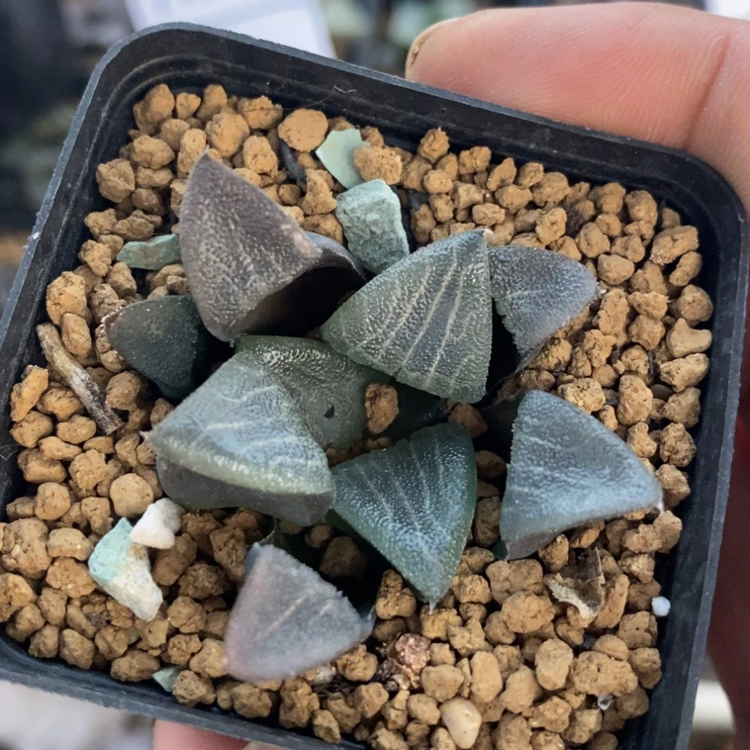 2549 一颗福利。