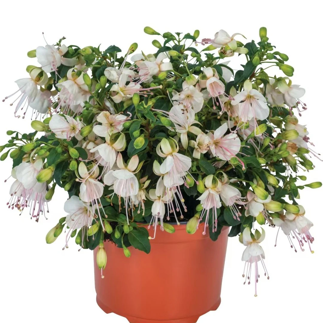 云花基地【老桩母本飘逸白灯笼花】倒挂金钟花苞多基地直发