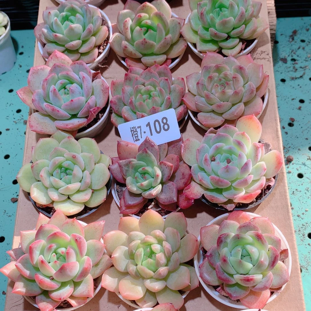 7-108一物一拍多肉带盆18颗