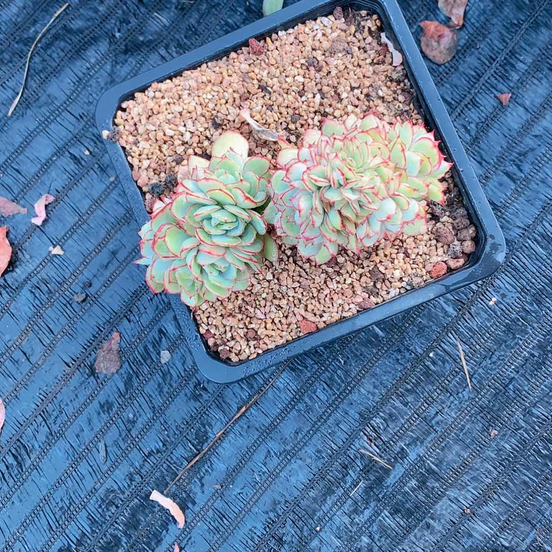 多肉植物多肉植物