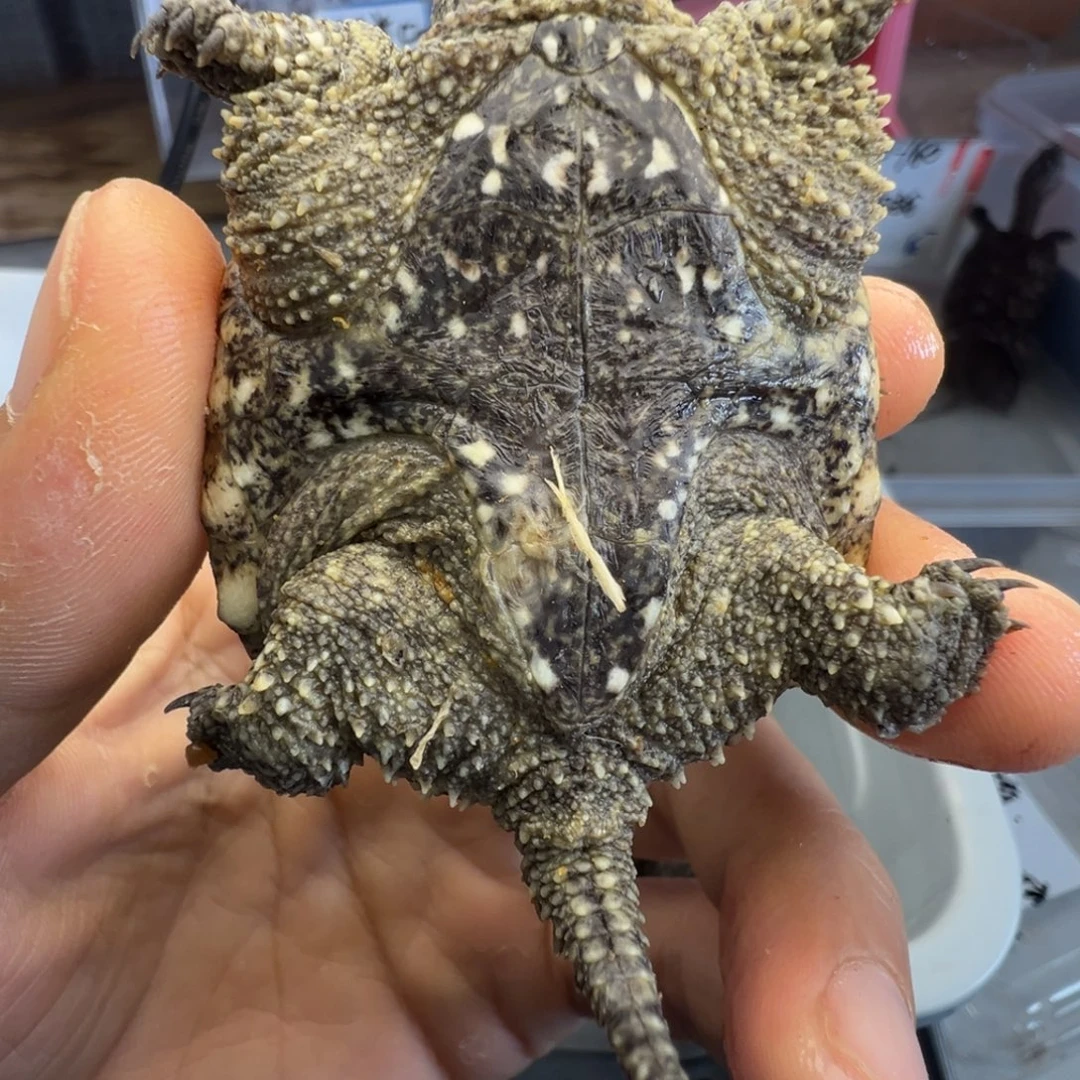 小鳄龟不分公母微遐思不退不换