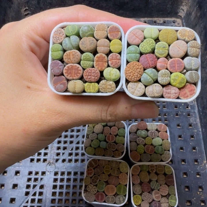 月***吖多肉植物的生长522