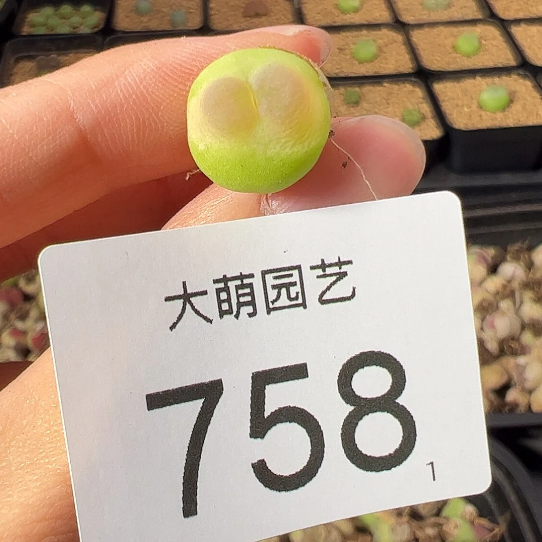 一物一拍               758