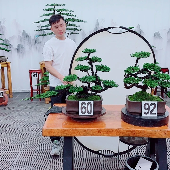 无花朵松柏盆景，一物一拍