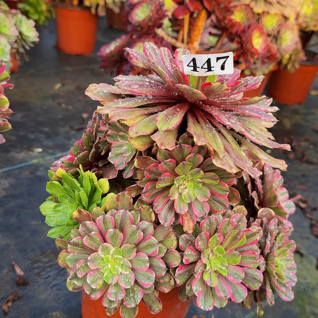447粉黛多肉植物