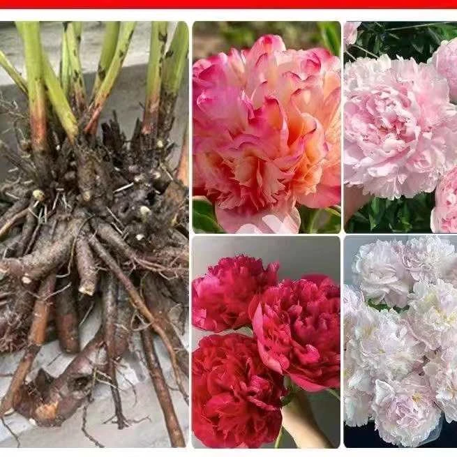 菏泽芍药基地，现挖现发对版对色，精品芍药花苗整根可盆栽观赏~