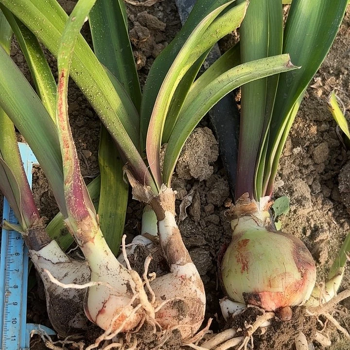 菩**笑紫阳两颗4-6包对版4198