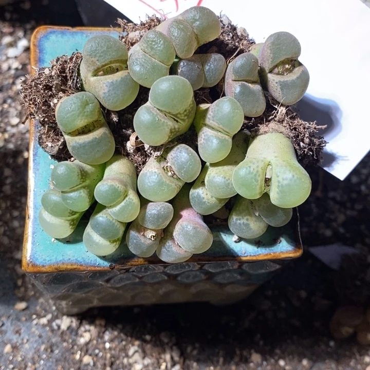 1313。  一组大窗粉红少女。