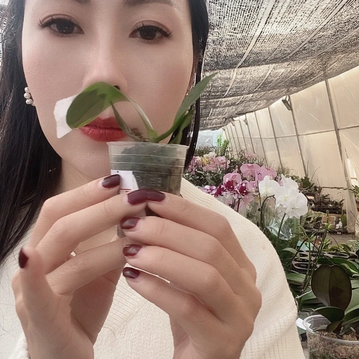 无花朵夜光小精灵