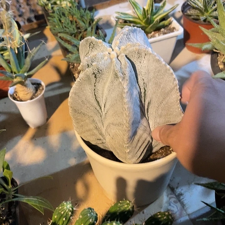 无花朵大恩冢鸾凤玉一物一拍
