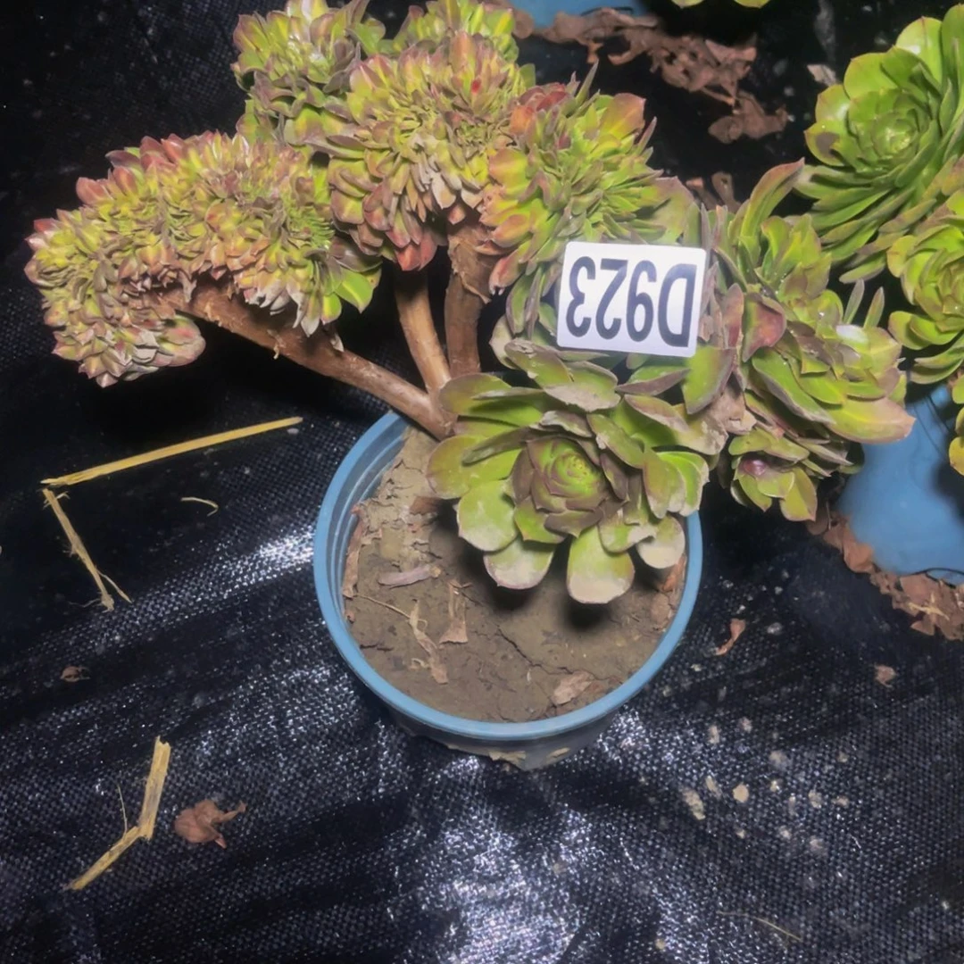 万圣节中班14///6包邮