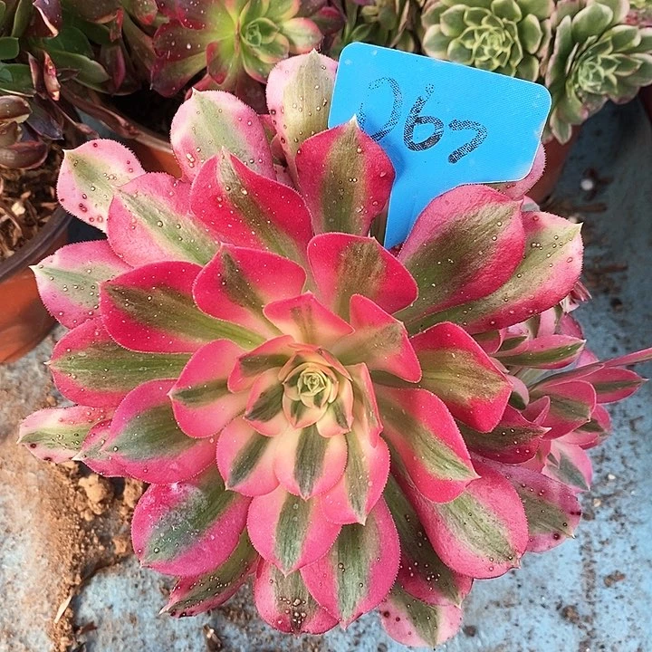 067一颗粉女巫法师多肉