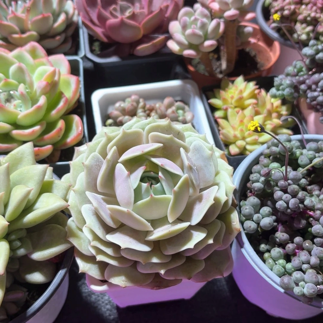 露娜莲多肉9㎝盆的特价