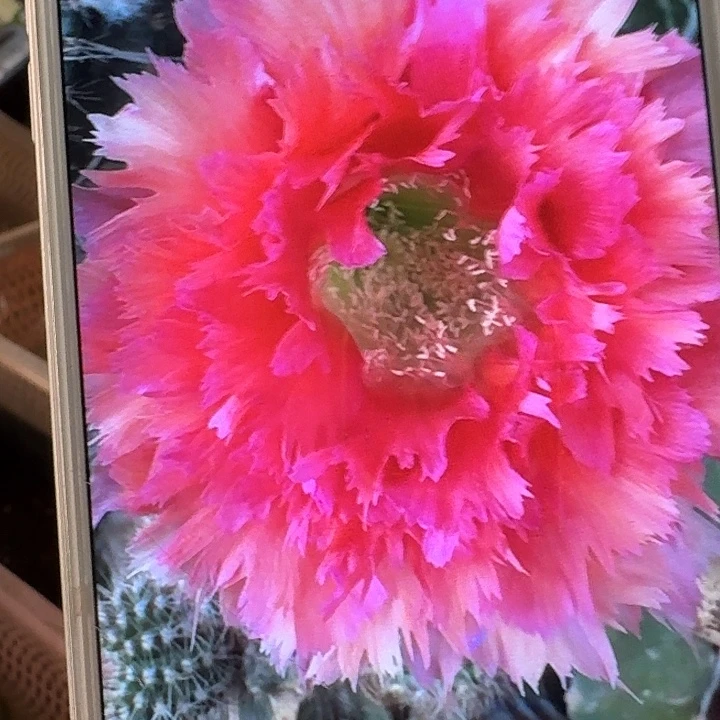 凤六侧芽4公分左右彩草