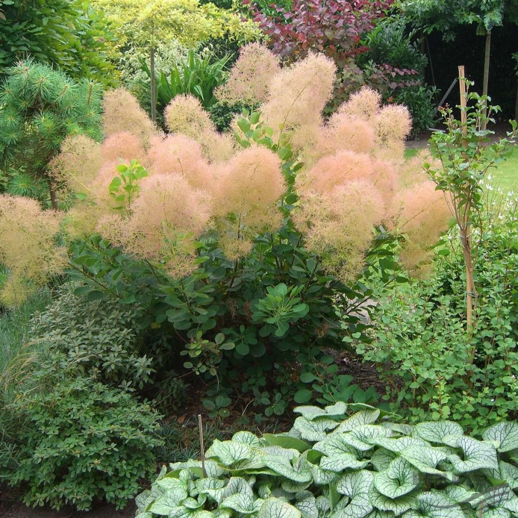 【木通】c4进口烟树盆栽 可爱女士花园庭院观叶乔木