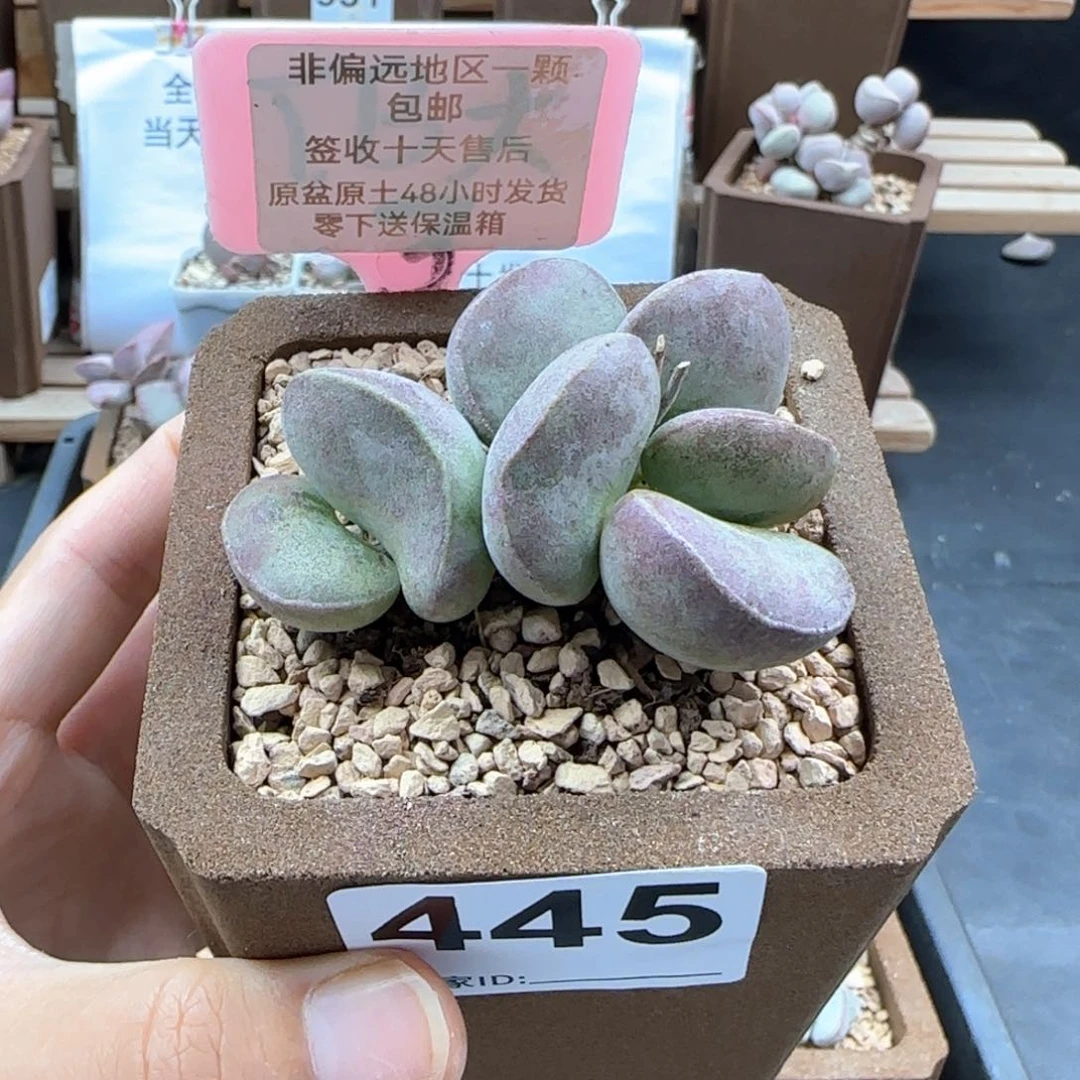 445德系紫蛋多肉