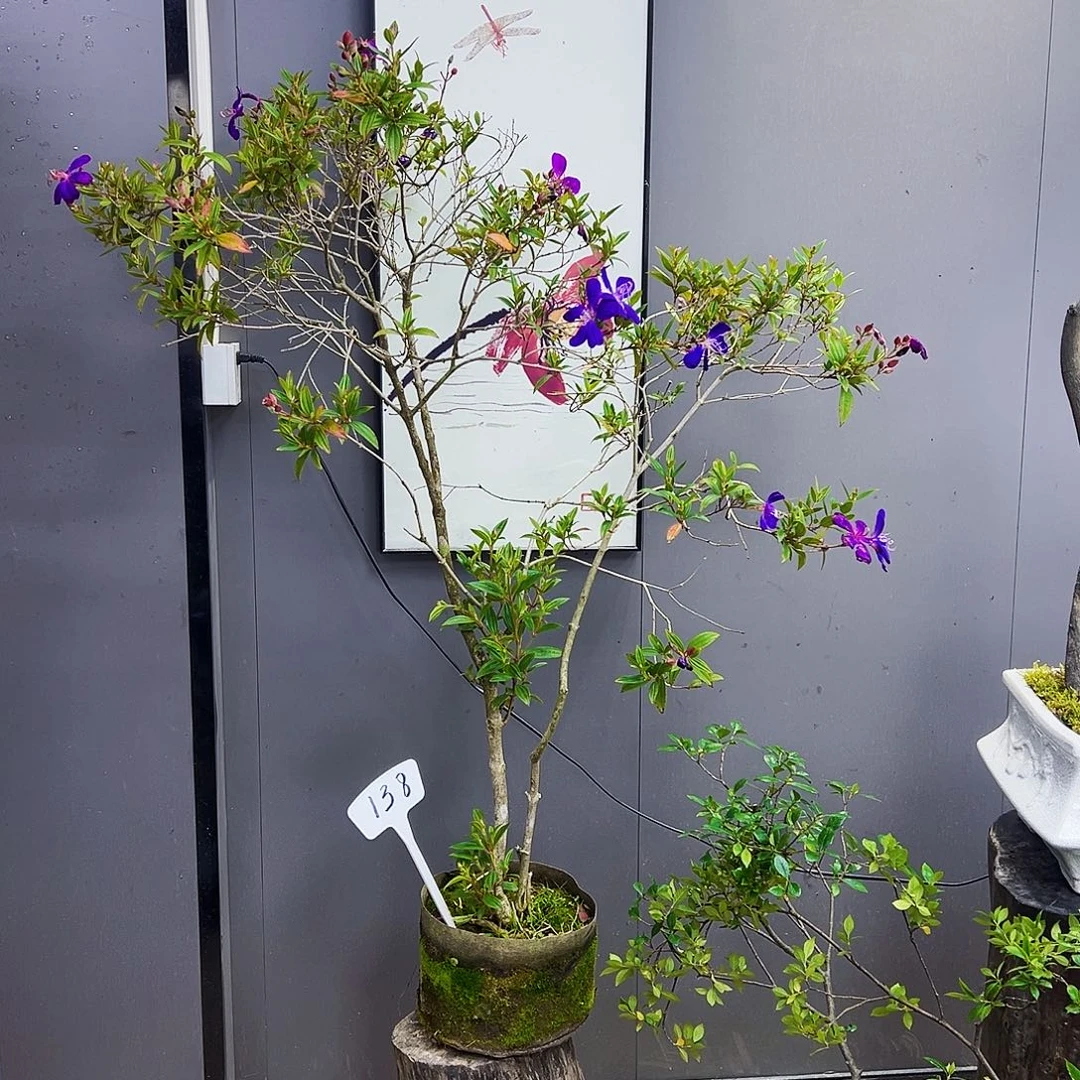 用****9海岛紫牡丹