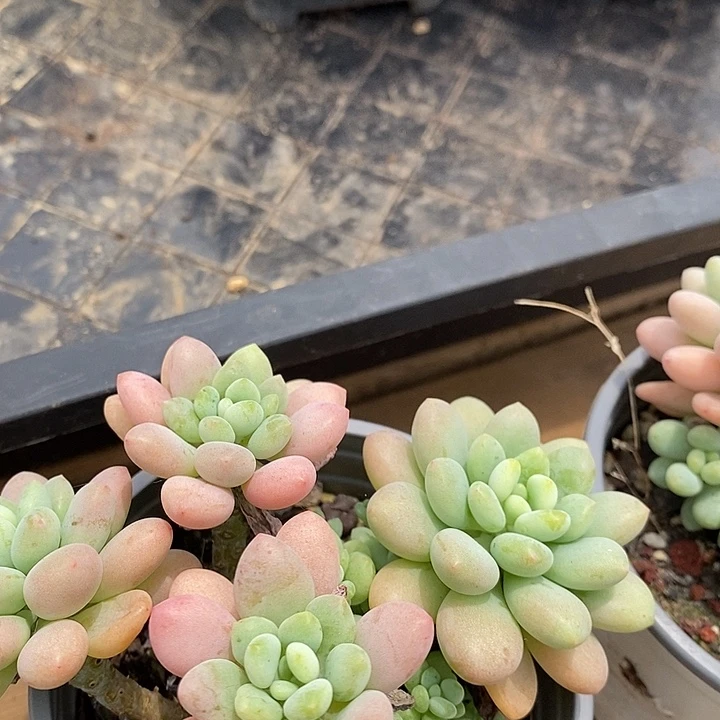 泡泡酱福利多多去拍