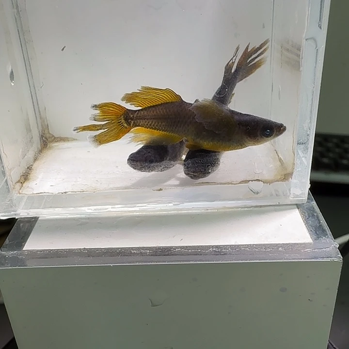 青鳉鱼一物一拍702