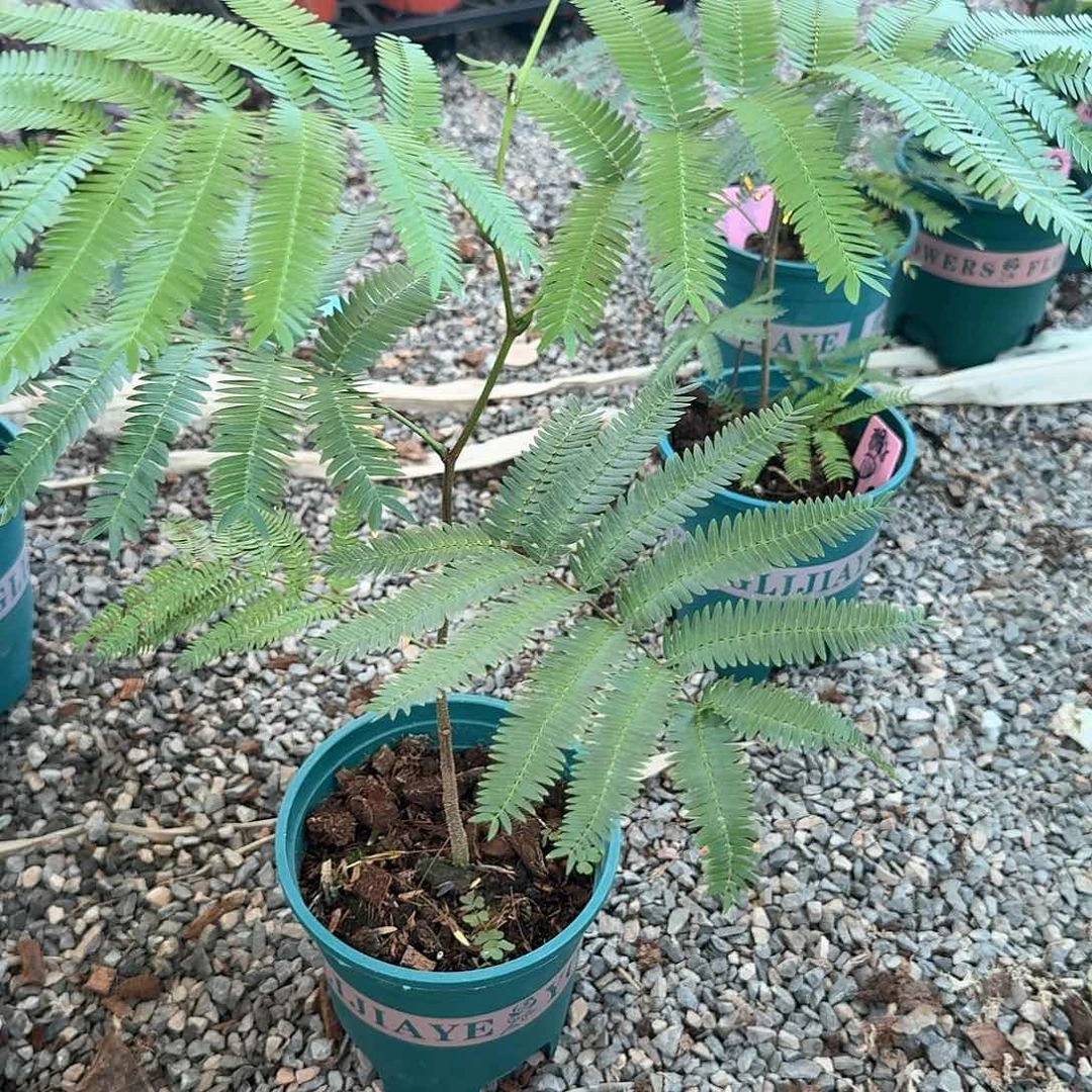 无花朵猴子11号不售后