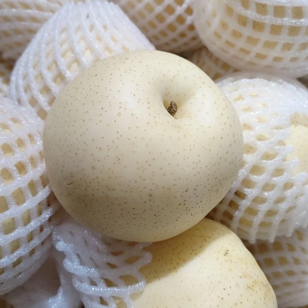 现摘现发博望正宗黄金梨皮薄汁多