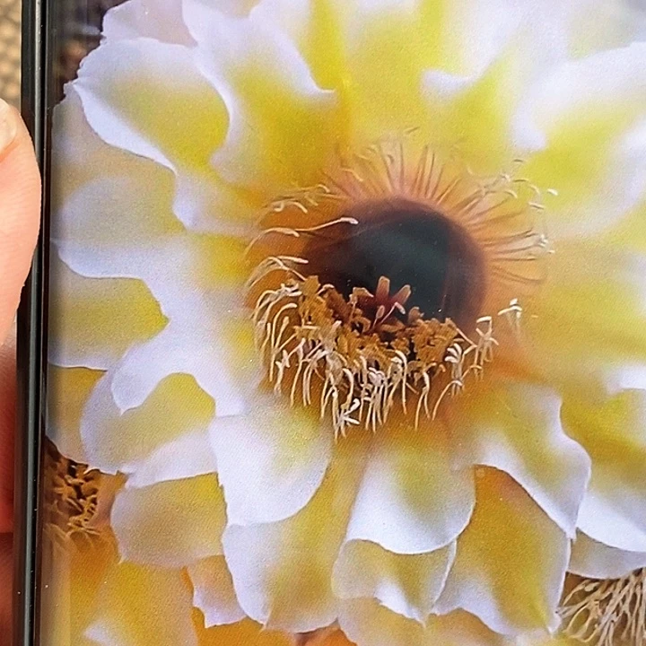 彩 CC188/侧芽歪20包邮/