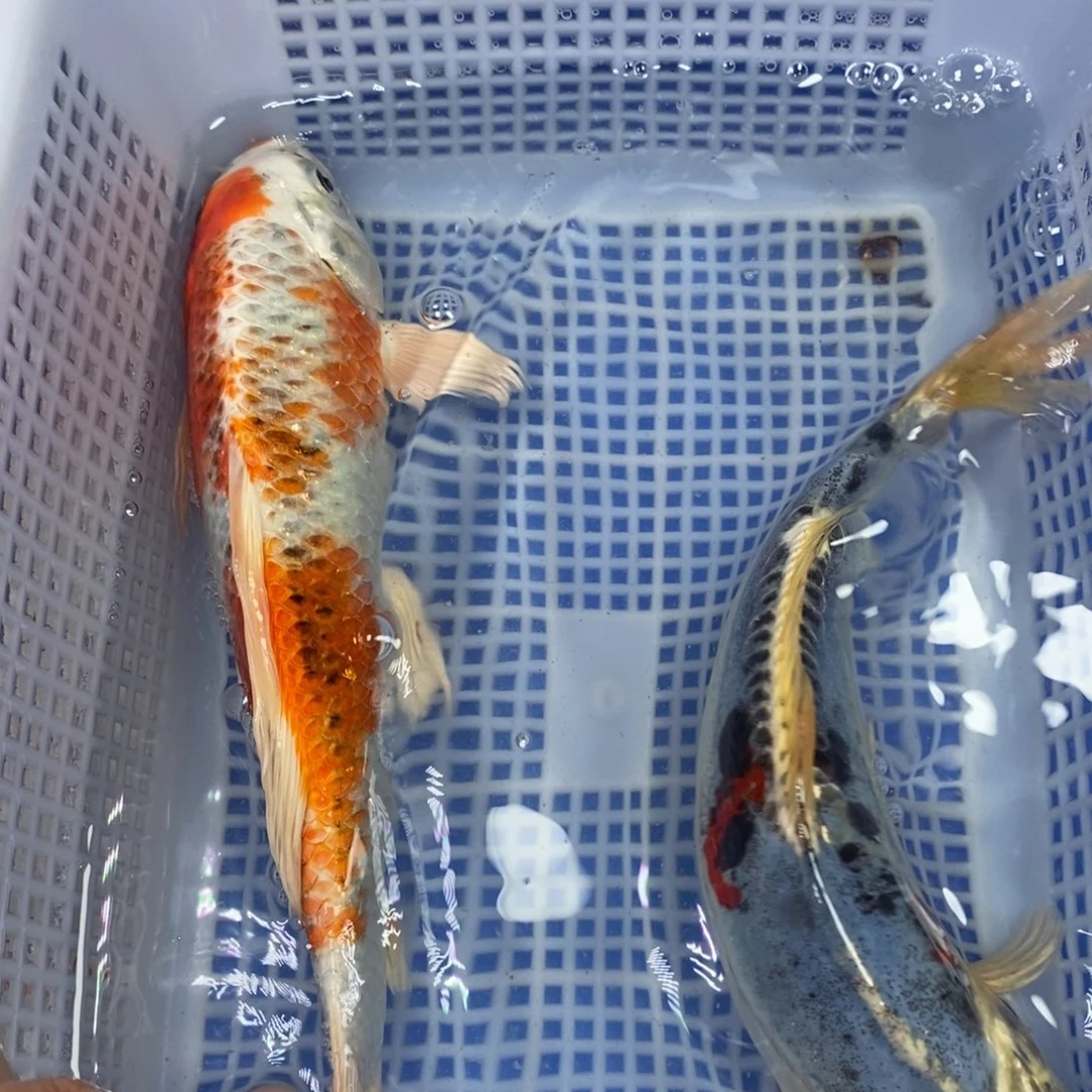 锦鲤冷水锦鲤包邮