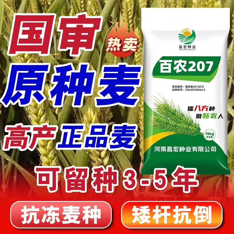【百农207】国审抗冻高产小麦种子耐高温矮杆高产小麦2025年新种子